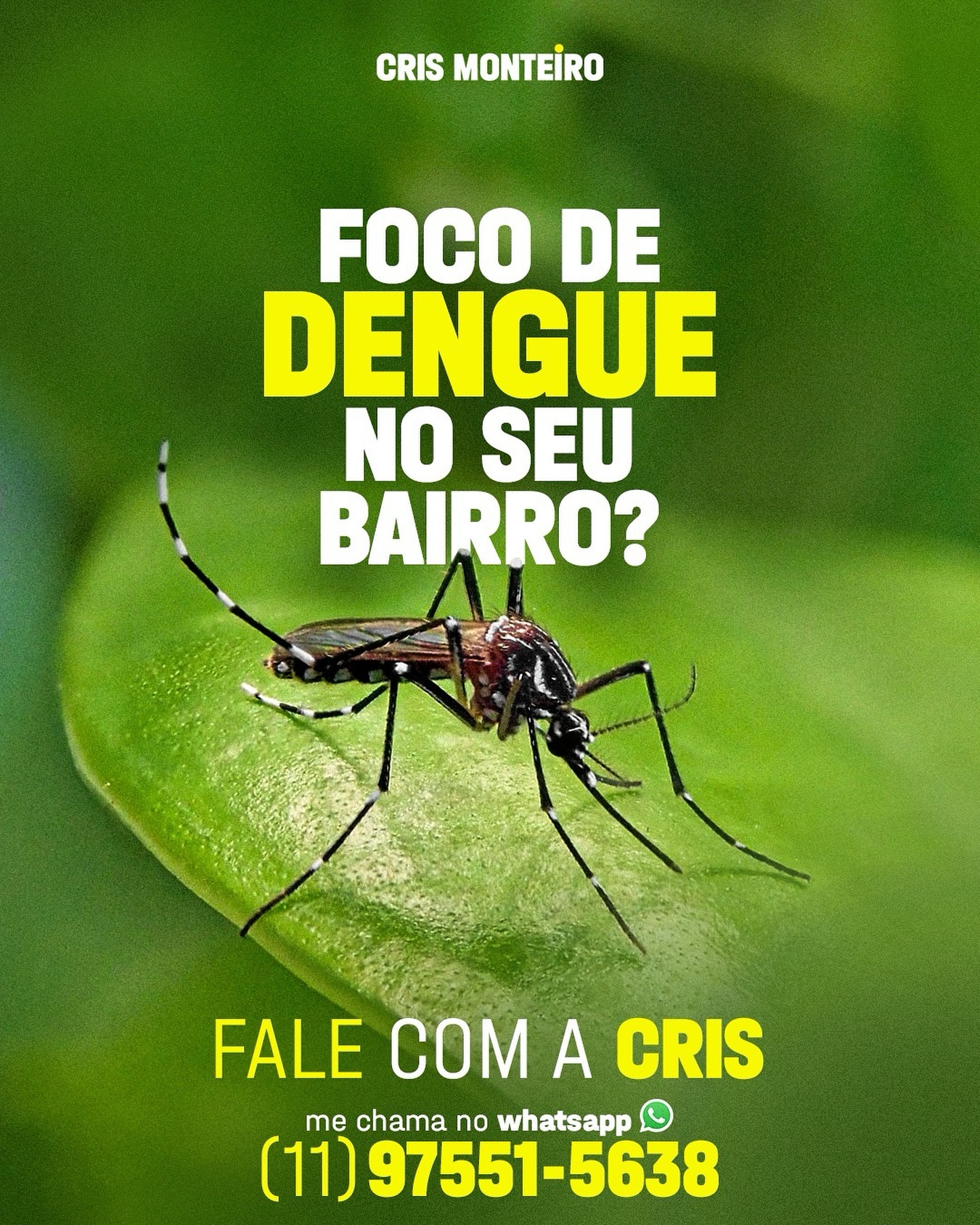 Foco de Dengue no Seu Bairro? Fale com a Cris